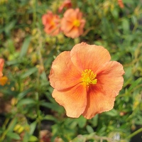 Helianthemum 'Pershore Orange'